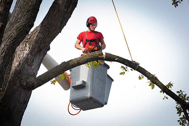 Professional  Tree Services in Madras, OR